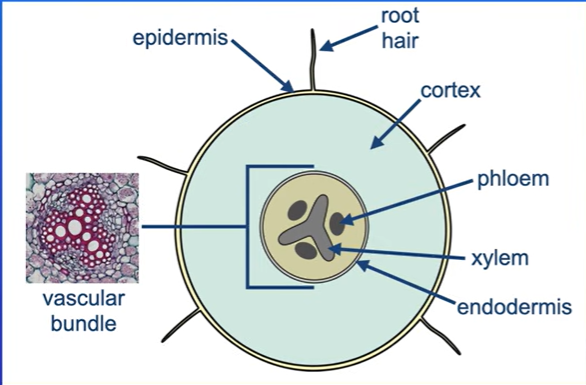 <p>They group from a layer of external tissue called the epidermis, we then have a thick layer of cells called the cortex.</p><p>In centre of root we have vascular bundle , which is surrounded by layer of cells called endodermis.</p>