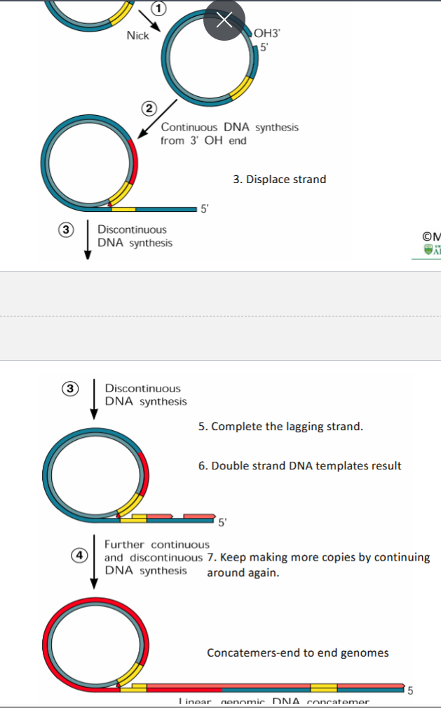 <p>end result = CONCATOMER</p>
