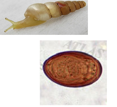 <p>Liver&nbsp;poisoning&nbsp;fluke</p><p>Felines&nbsp;(domestic,&nbsp;feral,&nbsp;and&nbsp;wild) infecting the liver and bile ducts. </p><p>Intermediate host - snails</p>
