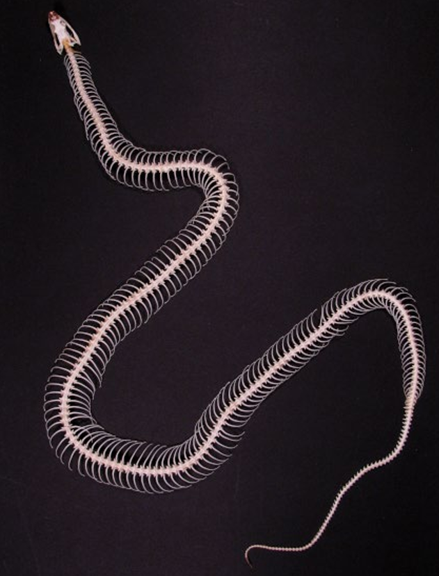 <p>snake movement</p>
