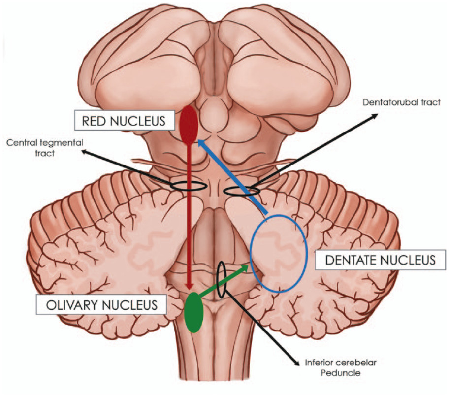 <p>Motor coordination; receives input from</p><p>cerebral cortex, </p><p>red nucleus, </p><p>spinal cord →  sends fibers to cerebellum via inferior cerebellar peduncle</p>
