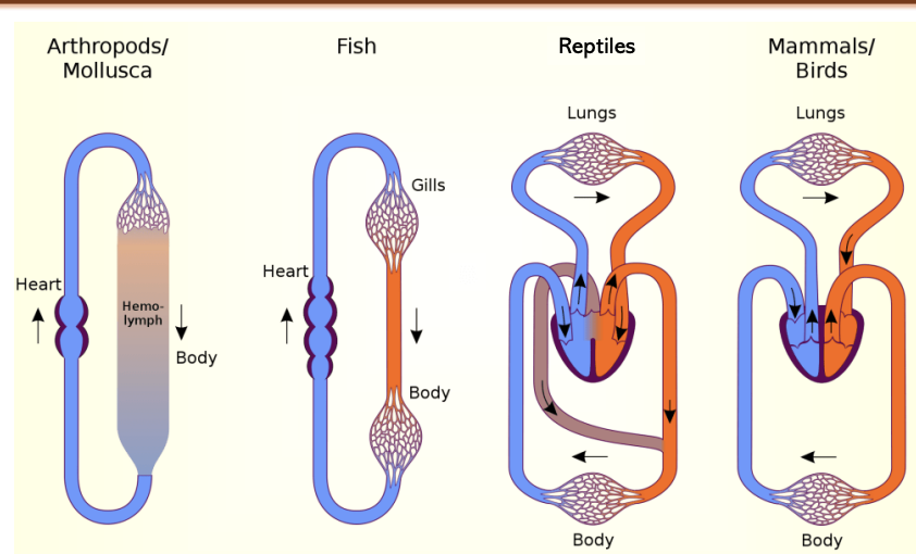 <ul><li><p><span style="background-color: inherit; line-height: 19.55px; color: windowtext;">Evolution</span><span style="line-height: 19.55px; color: windowtext;">&nbsp;</span></p><ul><li><p class="Paragraph SCXO112620571 BCX0" style="text-align: left;"><span style="background-color: inherit; line-height: 19.55px; color: windowtext;">Unicellular -> multicell</span><span style="line-height: 19.55px; color: windowtext;">&nbsp;</span></p><ul><li><p class="Paragraph SCXO112620571 BCX0" style="text-align: left;"><span style="background-color: inherit; line-height: 19.55px; color: windowtext;">All use oxygen (aerobic resp) to exchange oxygen with CO2 in env</span><span style="line-height: 19.55px; color: windowtext;">&nbsp;</span></p></li><li><p class="Paragraph SCXO112620571 BCX0" style="text-align: left;"><span style="background-color: inherit; line-height: 19.55px; color: windowtext;">Water: in tissue there is CO2 -> exchanged with oxygen</span><span style="line-height: 19.55px; color: windowtext;">&nbsp;</span></p></li></ul></li><li><p class="Paragraph SCXO112620571 BCX0" style="text-align: left;"><span style="background-color: inherit; line-height: 19.55px; color: windowtext;">All devised method to exchange gases</span><span style="line-height: 19.55px; color: windowtext;">&nbsp;</span></p><ul><li><p class="Paragraph SCXO112620571 BCX0" style="text-align: left;"><span style="background-color: inherit; line-height: 19.55px; color: windowtext;">Core = diffusion</span><span style="line-height: 19.55px; color: windowtext;">&nbsp;</span></p></li></ul></li></ul></li><li><p class="Paragraph SCXO112620571 BCX0" style="text-align: left;"><span style="background-color: inherit; line-height: 19.55px; color: windowtext;">Circulatory system</span><span style="line-height: 19.55px; color: windowtext;">&nbsp;</span></p><ul><li><p class="Paragraph SCXO112620571 BCX0" style="text-align: left;"><span style="background-color: inherit; line-height: 19.55px; color: windowtext;">Exchange of gases supported by circulatory system -> work together for respiration (exchange gases)</span><span style="line-height: 19.55px; color: windowtext;">&nbsp;</span></p></li><li><p class="Paragraph SCXO112620571 BCX0" style="text-align: left;"><span style="background-color: inherit; line-height: 19.55px; color: windowtext;">Unicellular is smaller -> simple diffusion allows gas exchange</span><span style="line-height: 19.55px; color: windowtext;">&nbsp;</span></p><ul><li><p class="Paragraph SCXO112620571 BCX0" style="text-align: left;">simplest invertebrate animals were composed of thin sheets of cells with a large surface area.</p></li></ul></li></ul></li><li><p class="Paragraph SCXO112620571 BCX0" style="text-align: left;"><span style="background-color: inherit; line-height: 19.55px; color: windowtext;">Multicellular have more body surface area -> needs more -> developed integrated system of gas exchange (respiratory system)</span><span style="line-height: 19.55px; color: windowtext;">&nbsp;</span></p></li></ul><p></p>