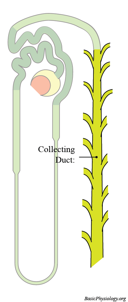 <p>collecting duct(6th step of kidneys)</p>