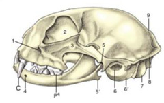 <p>What is 3? What animal is this?</p>