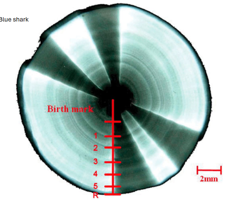 <p>count the rings</p><p>lay down ring every year of life dependent on feeding (grow diff during diff szns), harder for tropical fish b/c less seasonality</p><p>width between rings can tell you about the year OR about fish that migrate (also chemical signatures of where they were)</p>