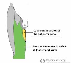 <p>Summerize the <strong>obturator nerve</strong>.</p>