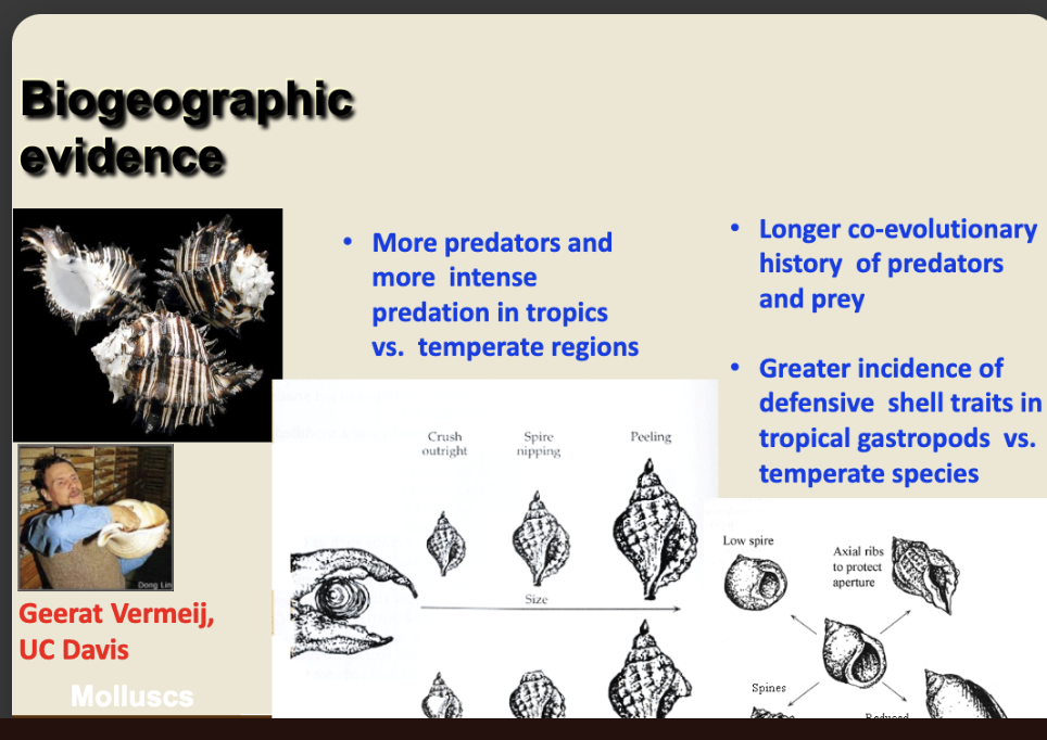 <p>Co-evolution!! (why do tropical snails look different?)</p>