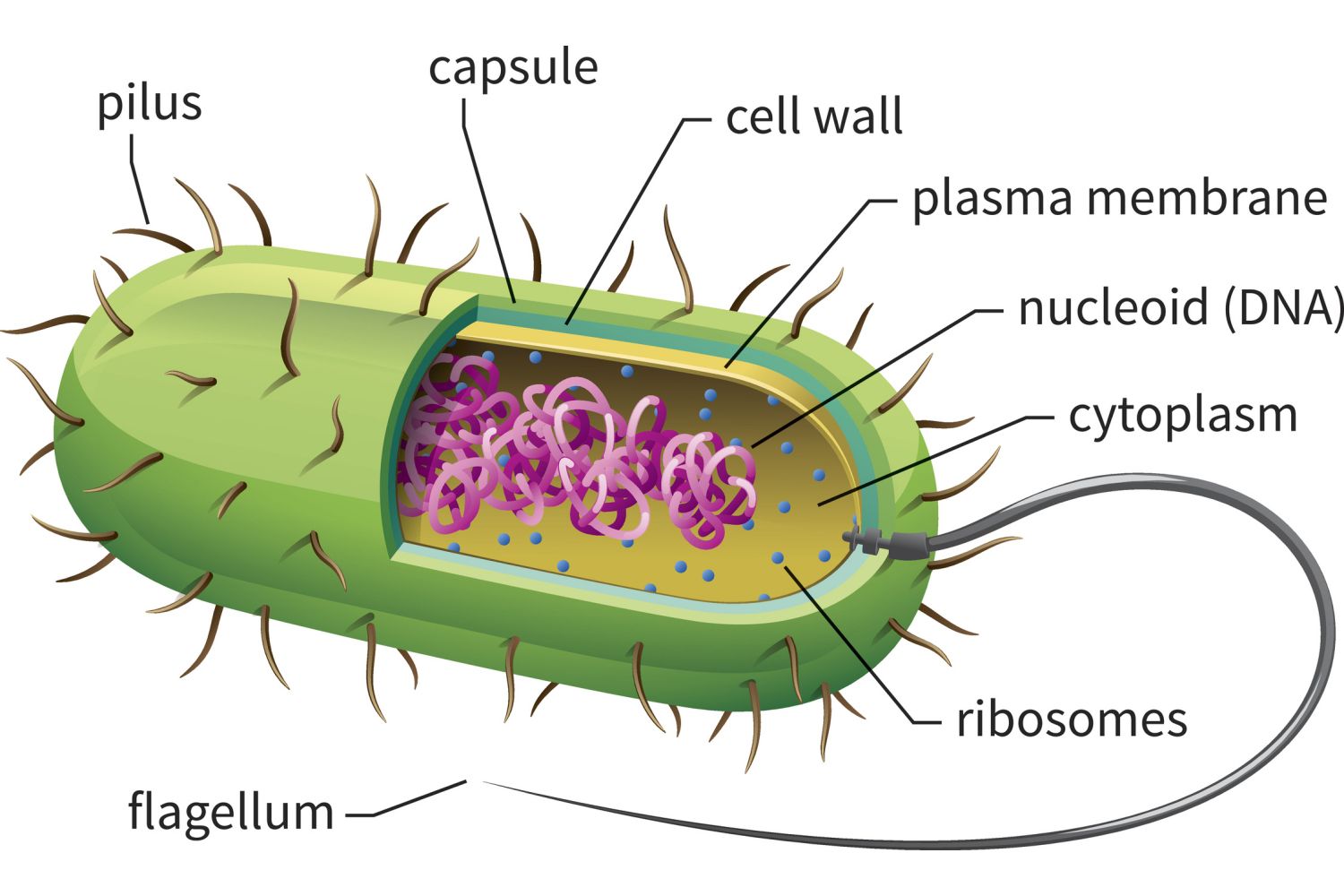 <p>Prokaryote</p>