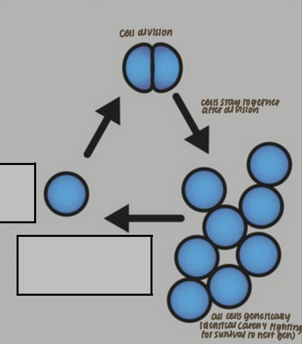 <p>Multicellular hypothesis: More likely because cell division keeps everything together (all cells are genetically identical and since all genetically same they dgaf which survives)</p>