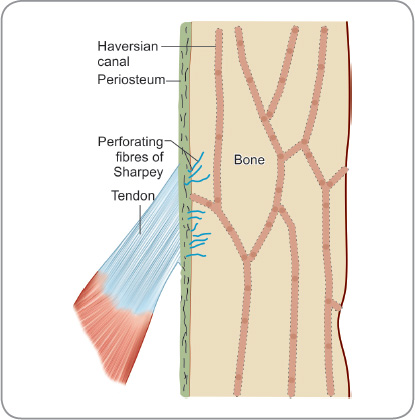 <p>Covers outer surface of bone (except for articulations - cartilage) </p><p>outer fibrous layer </p><p>collagen fibers from ligaments + tendons go into the bone tissue at an angle</p>