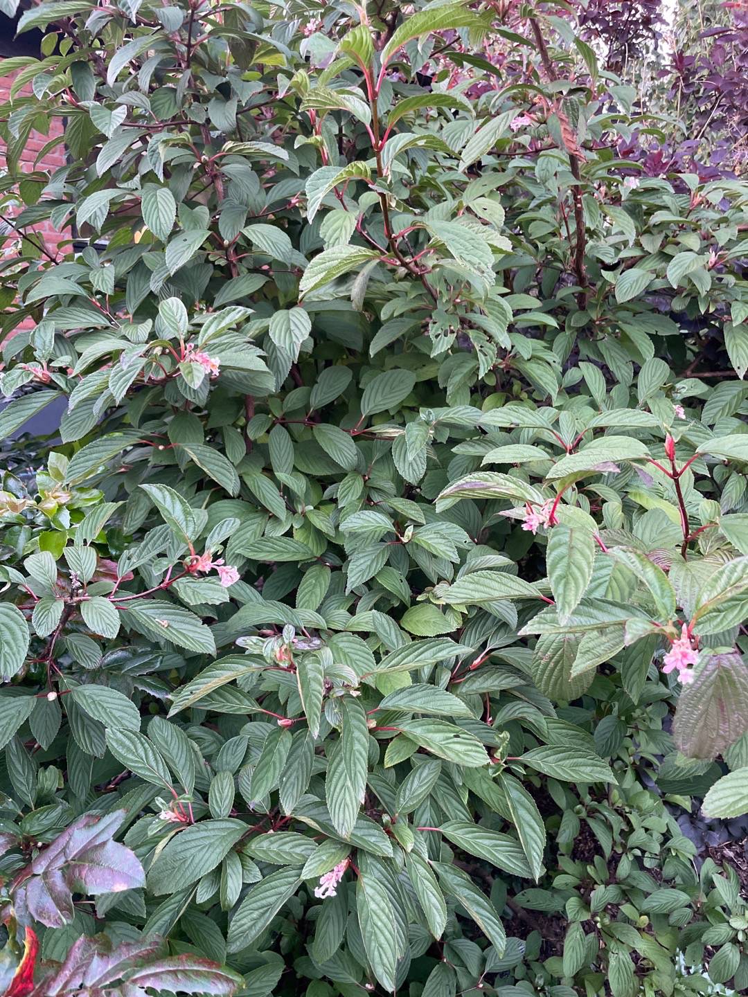 <p>Viburnum x bodnantense </p>