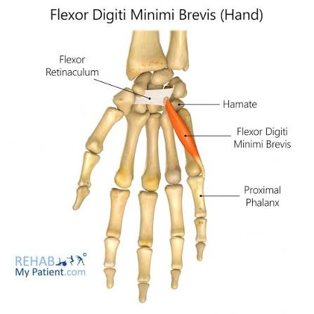 <ul><li><p>a short hypothenar group muscle that sperads from the hook of hamate and flexor retinaculum to the base of the proximal phalanx of the little finger</p></li><li><p>main function is flexion of the little finger</p></li></ul><p></p><p>origin → hook of hamate, flexor retinaculum</p><p>insertion → base of proximal phalanx of digit 5</p><p>action → finger flexion (and finger lateral rotation/opposition) at the metacarpophalangeal joint 5</p><p>innervation → deep branch of ulnar nerve (C8, T1)</p><p>blood supply → deep palmar branch of ulnar artery</p>