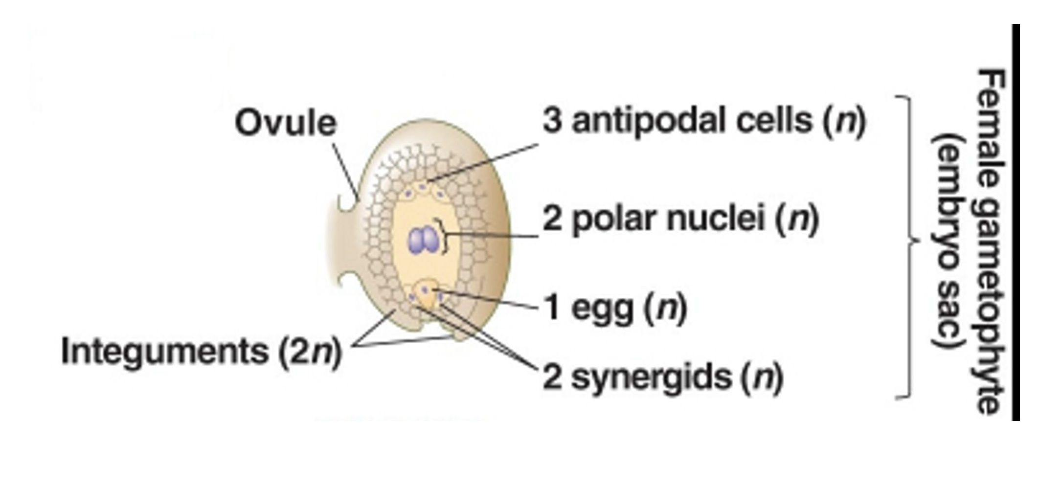 <ol><li><p>In the ovule a megasporocyte undergoes meiosis producing<strong> megaspores</strong> (egg and central cell)</p></li><li><p>The megaspore undergoes three mitotic divisions (8 nuclei partitioned into 7 cells)</p></li><li><p>1 egg with 2 synergids, 3 antipodal cells, 1 remaining cell w/2 nuclei </p></li></ol><p></p>