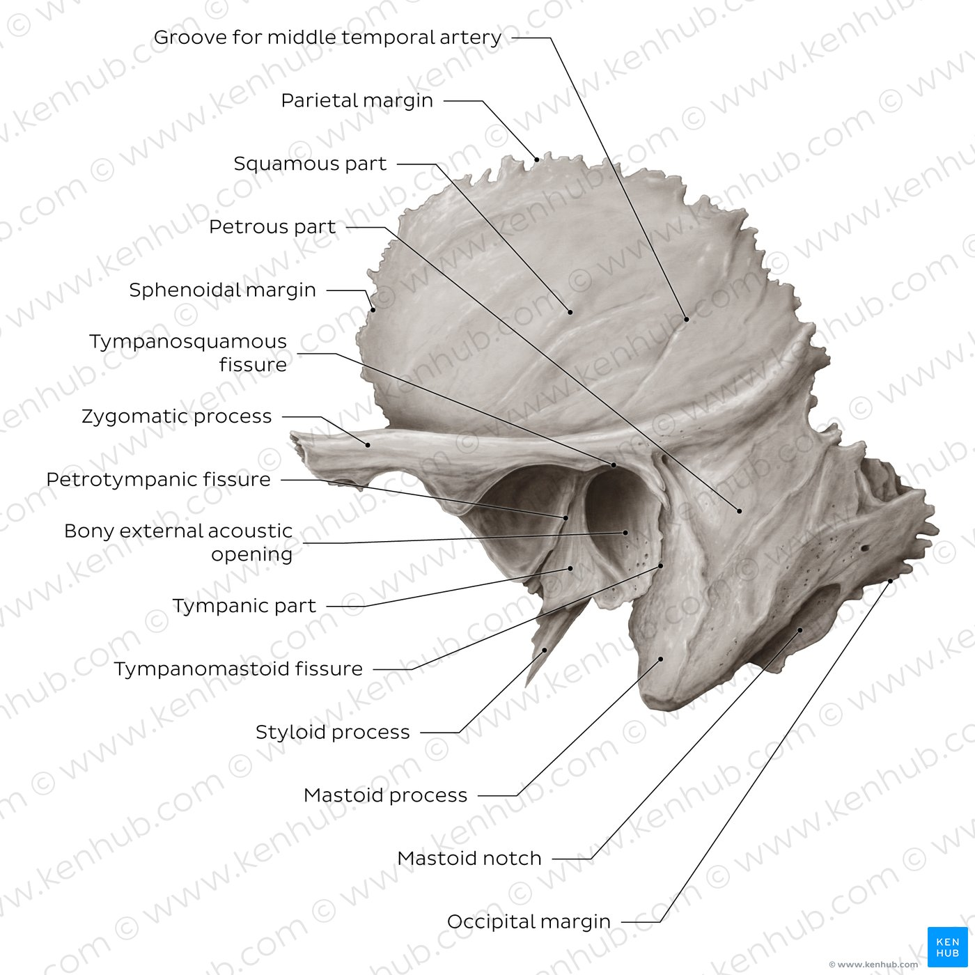 <p><span style="color: rgb(0, 0, 0);">Lateral view<br></span><span style="color: rgb(0, 0, 0);"><span data-name="black_small_square" data-type="emoji">āŖ</span></span><span style="color: rgb(0, 0, 0);"> External acoustic meatus<br></span><span style="color: rgb(0, 0, 0);"><span data-name="black_small_square" data-type="emoji">āŖ</span></span><span style="color: rgb(0, 0, 0);"> Styloid process</span></p><p><span style="color: rgb(0, 0, 0);"><span data-name="black_small_square" data-type="emoji">āŖ</span> </span><span style="color: rgb(0, 0, 0);">Mastoid process<br></span><span style="color: rgb(0, 0, 0);"><span data-name="black_small_square" data-type="emoji">āŖ</span></span><span style="color: rgb(0, 0, 0);"> Zygomatic process<br></span><span style="color: rgb(0, 0, 0);"><span data-name="black_small_square" data-type="emoji">āŖ</span></span><span style="color: rgb(0, 0, 0);"> Squamous part</span></p><p><span style="color: rgb(0, 0, 0);"><br>Medial view<br></span><span style="color: rgb(0, 0, 0);"><span data-name="black_small_square" data-type="emoji">āŖ</span></span><span style="color: rgb(0, 0, 0);"> Petrous part - (L. stone-like)<br></span><span style="color: rgb(0, 0, 0);"><span data-name="black_small_square" data-type="emoji">āŖ</span></span><span style="color: rgb(0, 0, 0);"> Internal acoustic meatus (CN VII & CN VIII)<br></span><span style="color: rgb(0, 0, 0);"><span data-name="black_small_square" data-type="emoji">āŖ</span></span><span style="color: rgb(0, 0, 0);"> Styloid process - a sharp spine, about 2 - 2.5 cm. in length</span></p>