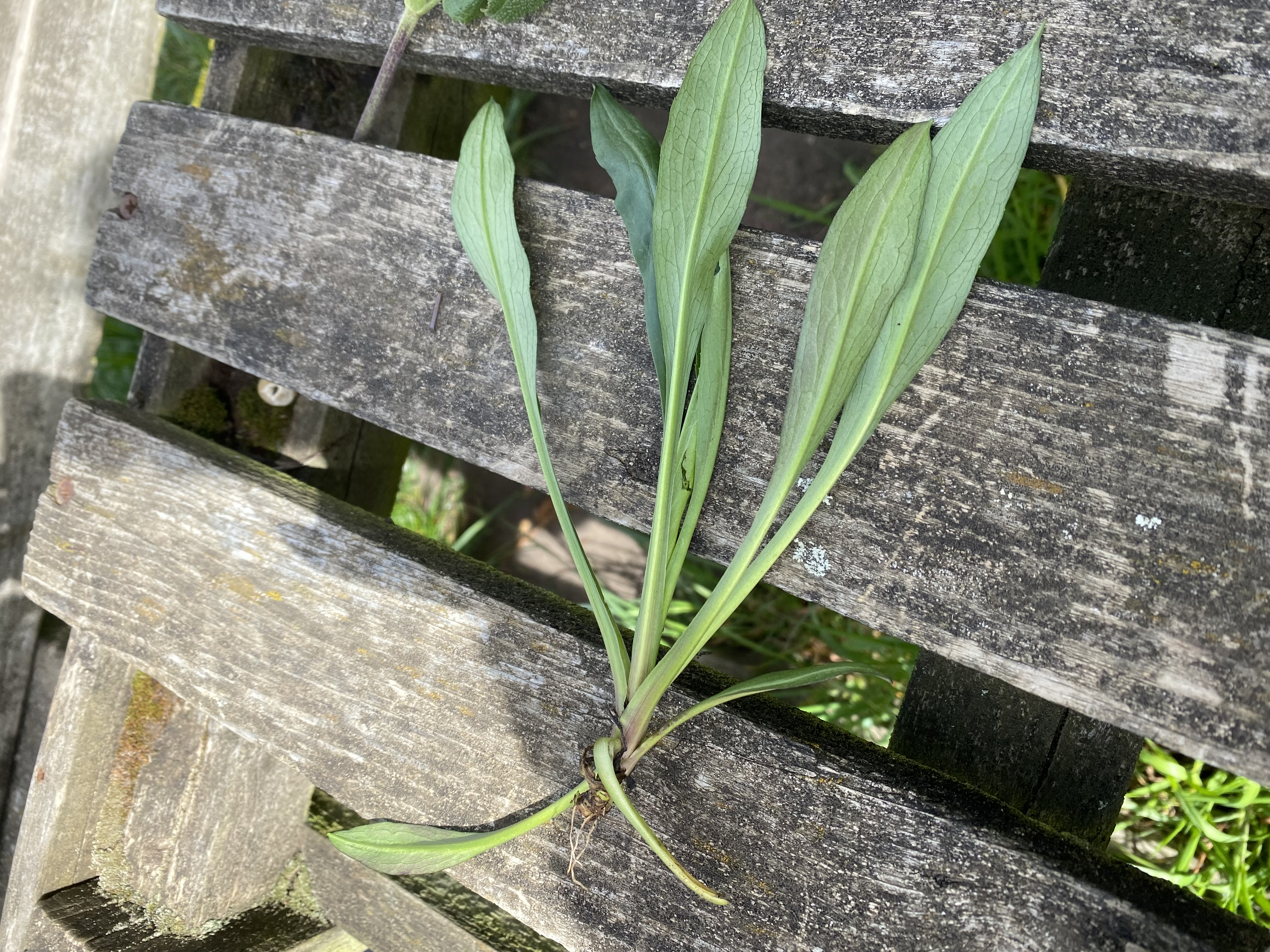 <p>New York Aster / Michaelmas Daisy Latin name</p>