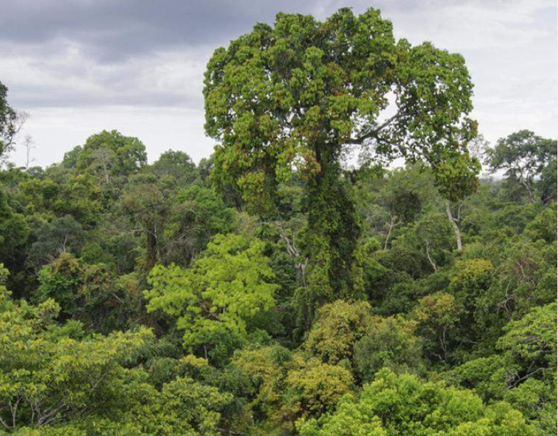 <ul><li><p><strong>climate: </strong>warm yr round, v high precipitation </p></li><li><p><strong>vegetation: </strong>dense forests &amp; multiple layers (canopy, understory)</p></li><li><p><strong>biodiversity: </strong>HIGHEST on earth </p></li><li><p><strong>soil: </strong>nutrient poor (nutrients stored in plants)</p></li><li><p><strong>animals: </strong>extremely diverse (insects, birds, mammals)</p></li></ul><p></p>