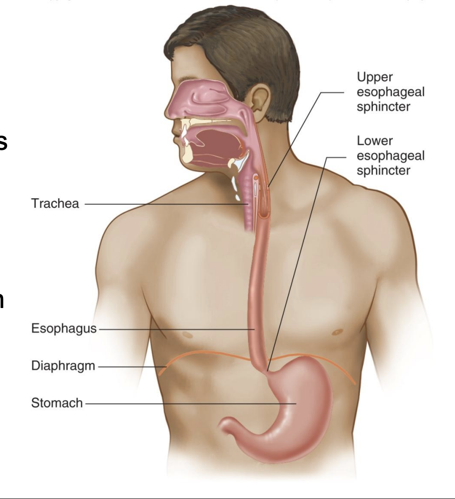 <p>-Upper: prevents air from entering esophagus (*bc negative pressure in chest; after trachea)</p><p>-Lower: prevents stomach contents from entering esophagus; decline in this function is gastroesophageal reflux</p><p>-Swallowing causes relaxation of sphincters</p><p>-Peristaltic waves propel food toward stomach – swallowing works even upside down or in zero gravity</p>