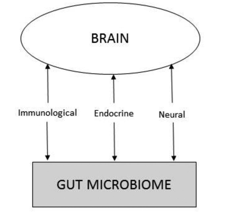 <p><span>Bidirectional communication network linking the central nervous system (brain/spinal cord) with the enteric nervous system (gut)</span></p>