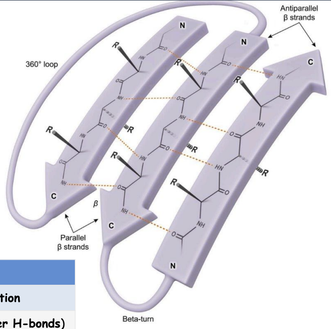 <p>The B-Pleated Sheet</p><ul><li><p>describe structure: what is it composed of?, how are strands connected?, what does it form?</p></li><li><p>what are the 2 arrangements?</p></li></ul><p></p>