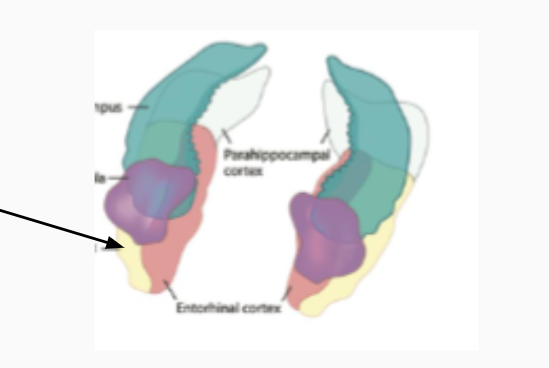 <p>parahippocampal gyrus</p>