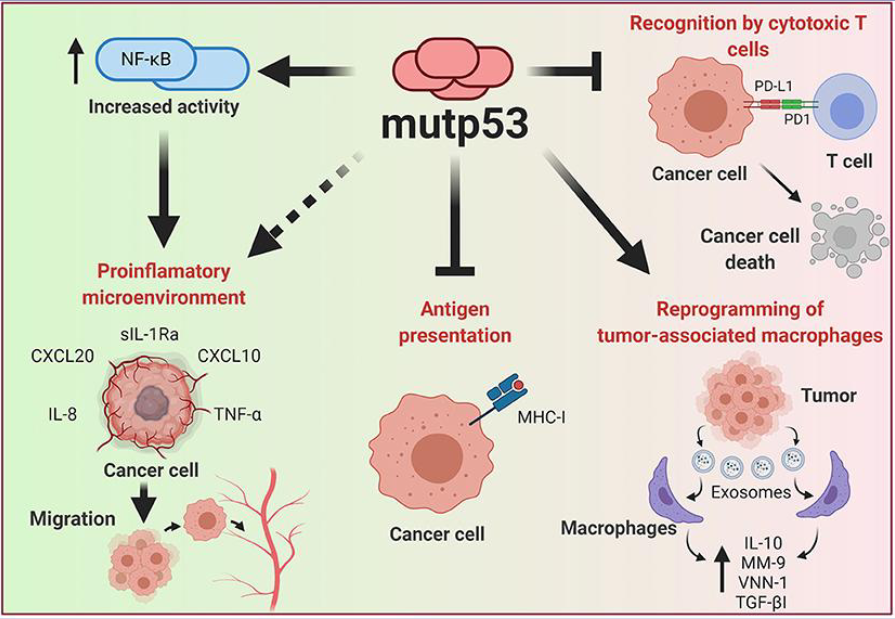 <p>reprogram macrophages to be pro tumorigenic</p><p>PD-L1 levels increase -> blocks T cell killing</p><p>increasing activity of Nf-KB to increase inflammation</p><p>increases migration</p><p>inhibit antigen presentation</p>