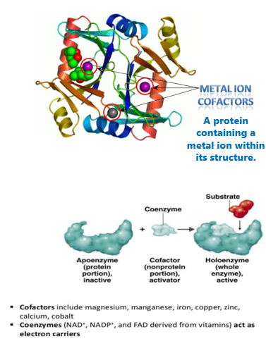 <ul><li><p>Iron</p><ul><li><p>Zinc</p><ul><li><p>Iodine</p><ul><li><p>Fluoride</p></li></ul></li></ul></li></ul></li><li><p>Less than 5g<span style="font-family: "Arial (Body)";">ram of trace minerals are in the body</span></p></li><li><p>Daily dietary needs are less than 20milli<span style="font-family: "Arial (Body)";">gram</span></p></li><li><p>Amount in plants depends on the amount contained in the soil in which the plant was grown</p></li></ul><p></p><ul><li><p>Found in whole grains, legumes dairy, meat, and seafood</p></li><li><p>Processing removes trace minerals found in the bran and germ of grains</p></li><li><p>Stable in cooking</p></li><li><p>Bioavailability of trace minerals can vary according to:</p><ul><li><p>Individual nutritional status</p></li><li><p>Other foods eaten</p></li><li><p>Form of the mineral</p></li><li><p>Presence of other minerals (compete with others for absorption-same ionic charge)</p></li></ul></li><li><p><span style="font-family: "Arial (Body)";">Some are recycled in the body and can be used repeatedly, such as iron</span></p></li></ul><p></p><ul><li><p>Most trace minerals function as <strong>cofactors</strong></p><ul><li><p>Form part of an enzyme complex</p></li><li><p>Metalloenzymes: <span style="font-family: "Arial (Body)";">Active enzymes that contain one or more metal ions that are essential for their biological activity</span></p></li><li><p>Iron, copper, and selenium (cofactors within antioxidant enzyme systems)</p></li></ul></li></ul><p></p>
