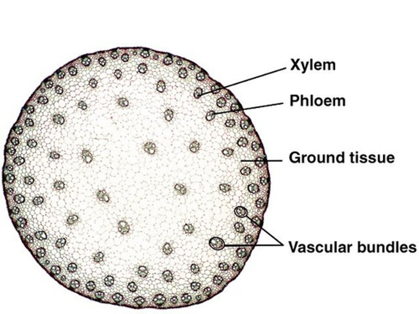 <p>vascular bundles scattered</p>