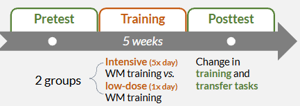 <p>wanted to assess whether intensive WM training could help children with attention deficits, e.g. ADHD</p><ul><li><p>participants completed computerised training programme with a variety of WM tasks in order to see whether far transfer (to attention) would occur</p></li><li><p>tested improvements over 5 weeks in intensive WM training (5x day) relative to an active control (1x day) + measured possible change</p></li></ul><p></p>