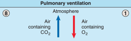 <ul><li><p>Movement of gases between atmosphere and alveoli (breathing)</p></li></ul><ul><li><p>Involved 4 organ systems: respiratory, skeletal, muscular, and nervous</p></li></ul><p></p>