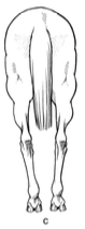 <p>common, postural fault</p>
