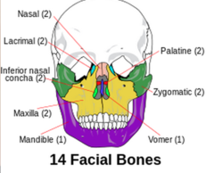 <p>2 nasal bones</p><p>2 maxillary bones</p><p>2 zygomatic bones</p><p>1 mandible</p><p>2 palatine bones</p><p>1 vomer</p><p>2 lacrimal bones</p><p>2 inferior nasal bones</p>