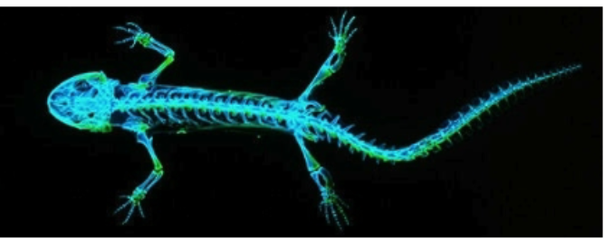 <p>• four limbs w/ wrist &amp; digits (key feature)</p><p>• neck: head moves independent of body</p><p>• pelvic girdle fused to backbone</p><p>• lung-breathing as adults (absence of gills: except in some aquatic species)</p><p>• ears for detecting airborne sounds</p>