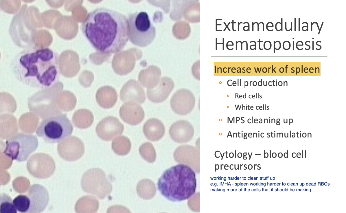 <p>removal of normal cells.</p><p>activity of the mononuclear-phagocytic system.</p><p>activity of the lymphoid tissues.</p><p>blood cell production.</p>