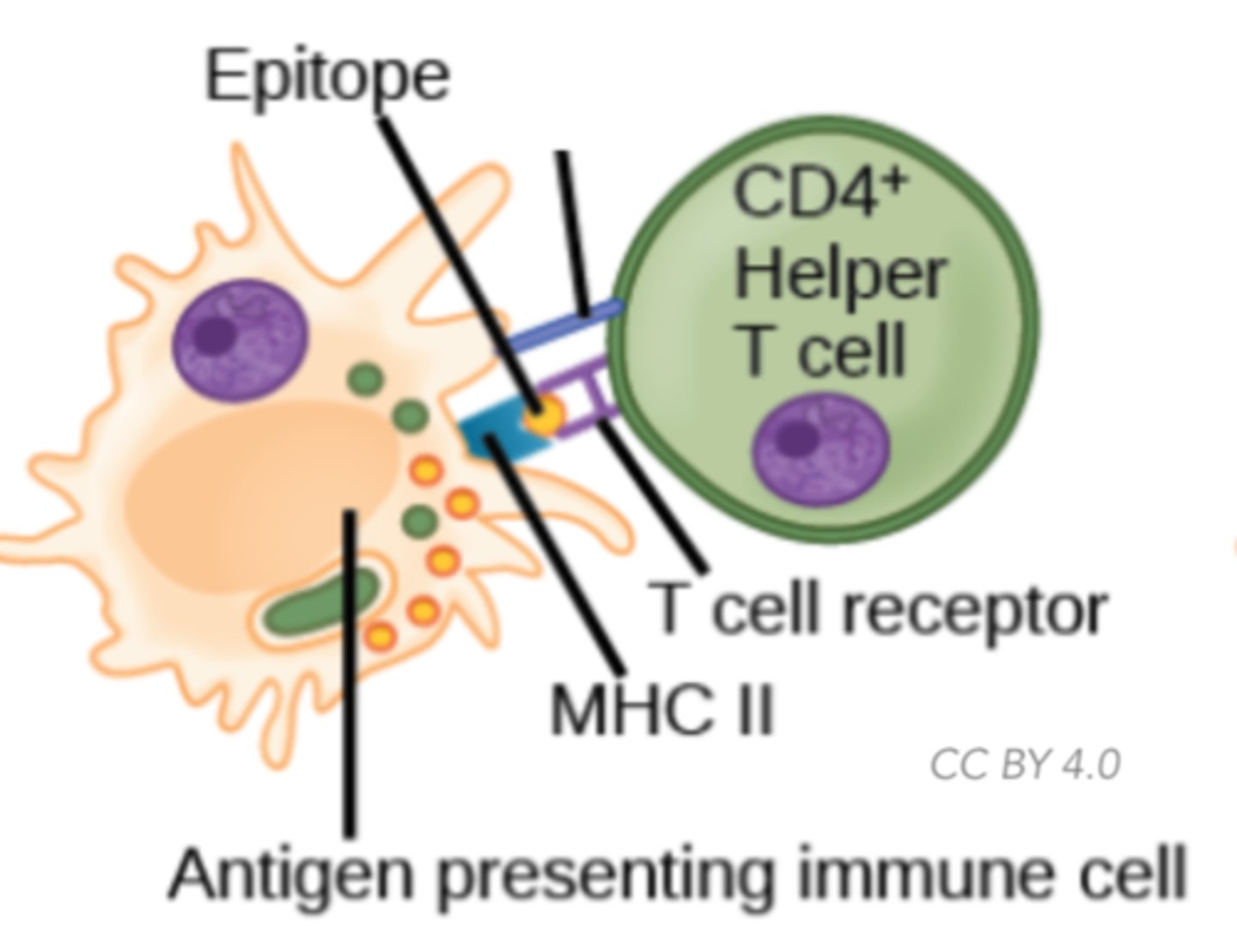 <p>T-cell attack</p>
