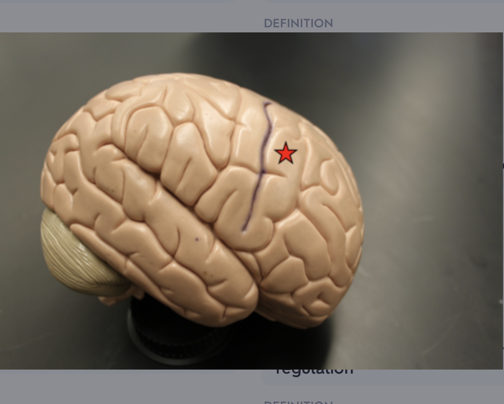 <p>location of primary motor cortex</p>