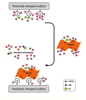 <p>a combo of ion-ion coulombic interactions (-deltaH) and entropy gain (+deltaS) due to release of counterions along with their bound water</p>