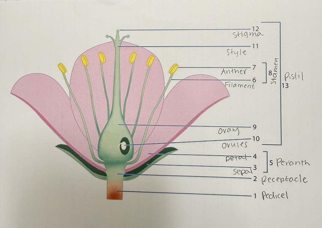 <ol><li><p>pedicel - floral stalk- stem supporting single flower</p></li><li><p>receptacle - modified floral stem, axis where floral organs attach</p></li><li><p>sepal - outer whorl of leaves, can be green or colored and protects inner whorls</p></li><li><p>petal - 2nd whorl of leaves, often brightly colored to attract pollinators</p></li><li><p>perianth - sepals+petals; when indistinguishable called <strong>tepals</strong></p></li><li><p>filament - slender stalk of stamen supporting anther</p></li><li><p>anther - made of anther sacs, open to release pollen grains</p></li><li><p>stamen - male structure of flower; filament + anther</p></li><li><p>ovary - basal part of pistil that contains ovules, becomes fruit with seeds at maturity</p></li><li><p>ovules - fertile portions of pistil containing eggs, develops into seeds after fertilized</p></li><li><p>style - slender stalk of pistil above ovary that pollen tube passes through to reach eggs in ovules</p></li><li><p>stigma - part of the pistil; top of the style that receives and recognizes pollen</p></li><li><p>pistil - urn shaped, female structure with 3 main parts, contains one or more carpels (chambers)</p></li></ol><p></p>