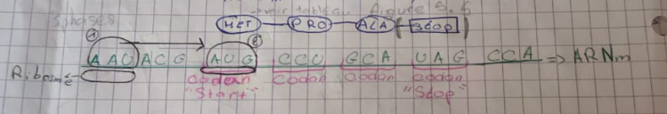 <p>ARNm → Protéine </p>