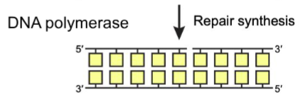 <p>Repair synthesis</p>