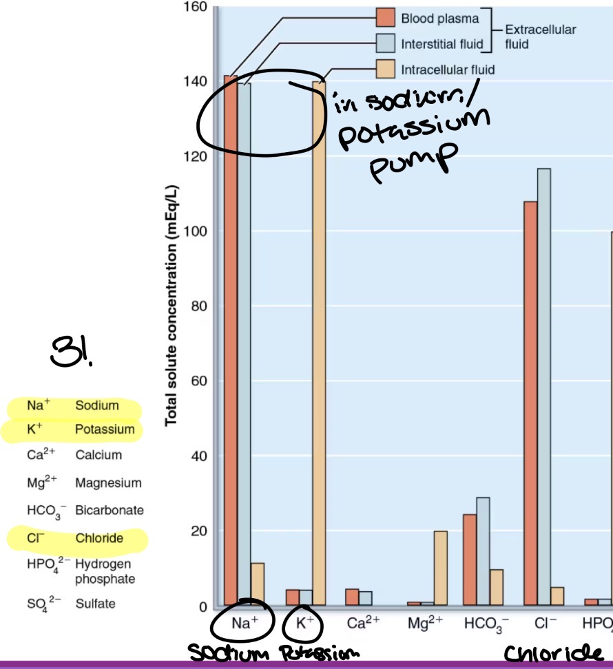 <p>Opposite of each other due to cellular ATP dependent Na+/K+ pumps</p><ul><li><p>Extracellular: more sodium (Na+) and very little potassium (K+)</p></li><li><p>Intracellular: more potassium (K+) and very little sodium (Na+)</p></li></ul><p></p>