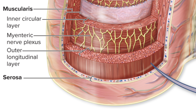 <p>myenteric plexus</p>