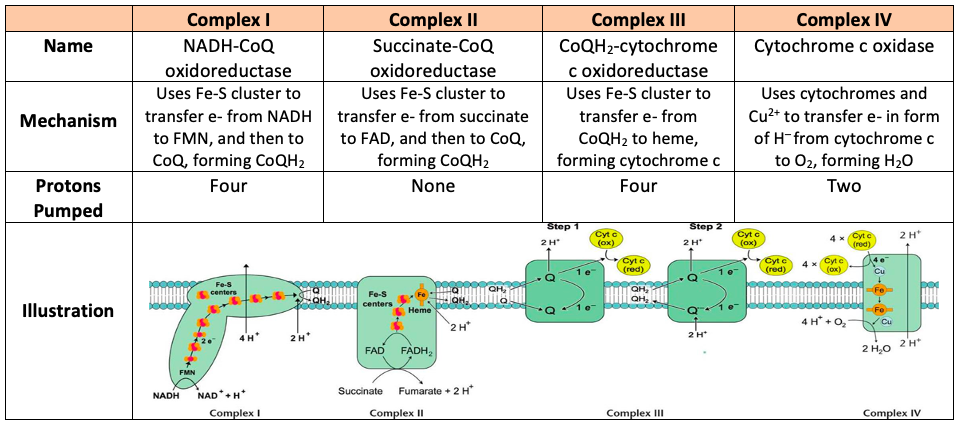 <ul><li><p><span style="background-color: transparent;">4 membrane proteins:</span></p><ul><li><p><span style="background-color: transparent;"><strong>Complex I - NADH Dehydrogenase</strong></span></p></li><li><p><span style="background-color: transparent;">Complex II - <strong>Succinate Dehydrogenase <em>(Krebs)</em></strong></span></p></li><li><p><span style="background-color: transparent;">Complex III - <strong>Cytochrome Complex</strong></span></p></li><li><p><span style="background-color: transparent;">Complex IV - <strong>Cytochrome Oxidase</strong></span></p></li></ul></li></ul><p><br></p><ul><li><p><span style="background-color: transparent;">2 mobile electron shuttles:</span></p><ul><li><p><span style="background-color: transparent;"><strong>Ubiquinone</strong> (UQ)</span></p><ul><li><p><span style="background-color: transparent;">Also called coenzyme Q</span></p></li></ul></li><li><p><span style="background-color: transparent;"><strong>Cytochrome C</strong> (cyt c)</span></p></li></ul></li></ul><p><br></p><ul><li><p><span style="background-color: transparent;">Electron “chain” as each complex has increasing electronegativity and thus pass electrons off to next in line ending at oxygen</span></p></li></ul><p></p><ul><li><p><span style="background-color: transparent;"><strong>Oxygen is required</strong> for the electron transport chain to “start”</span></p></li><li><p><span style="background-color: transparent;">Before oxygen present, all carriers and high energy molecules are stable (full electron shells)</span></p></li><li><p><span style="background-color: transparent;"><strong>Oxygen interacts with Complex IV and removes a pair of electrons</strong></span></p><ul><li><p><span style="background-color: transparent;">Oxygen removes 2 electrons and also reacts with 2 H<sup>+</sup> ions in the matrix to form a molecule of water</span></p></li><li><p><span style="background-color: transparent;">For each O<sub>2</sub> we breathe → 4 electrons are pulled through the ETC and 2 water molecules are produced</span></p></li></ul></li><li><p><span style="background-color: transparent;">This removal of electrons from complex IV causes a chain reaction where Complex IV cannot get its electrons back from oxygen (oxygen has higher electronegativity), so it takes electrons from Complex III (less electronegative) which then takes electrons from Complex I (less electronegative), which then takes electrons from NADH (less electronegative)</span></p></li></ul><p><span style="background-color: transparent;"><strong><em>Each of these complexes have an associated cofactor that can be in an oxidized or reduced state</em></strong></span></p><p><br></p>
