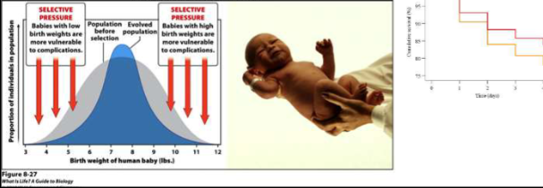 <p>Favors intermediates and acts against either end of extreme variation</p><ul><li><p>Birth weight</p></li><li><p>Aposematic organisms </p></li></ul><p></p>