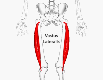 <p>Vastus Lateralis</p>