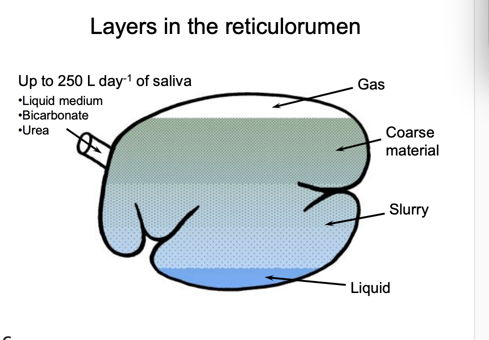 <ul><li><p>ruminants secrete copious <strong>saliva</strong></p></li><li><p><strong>250L of saliva vs 1L in humans</strong></p></li></ul><p></p>
