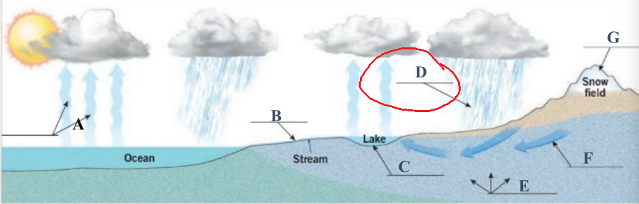 <p>Water that falls from the atmosphere to the Earth’s surface</p>