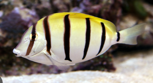 <p>Acanthurus triostegus</p>