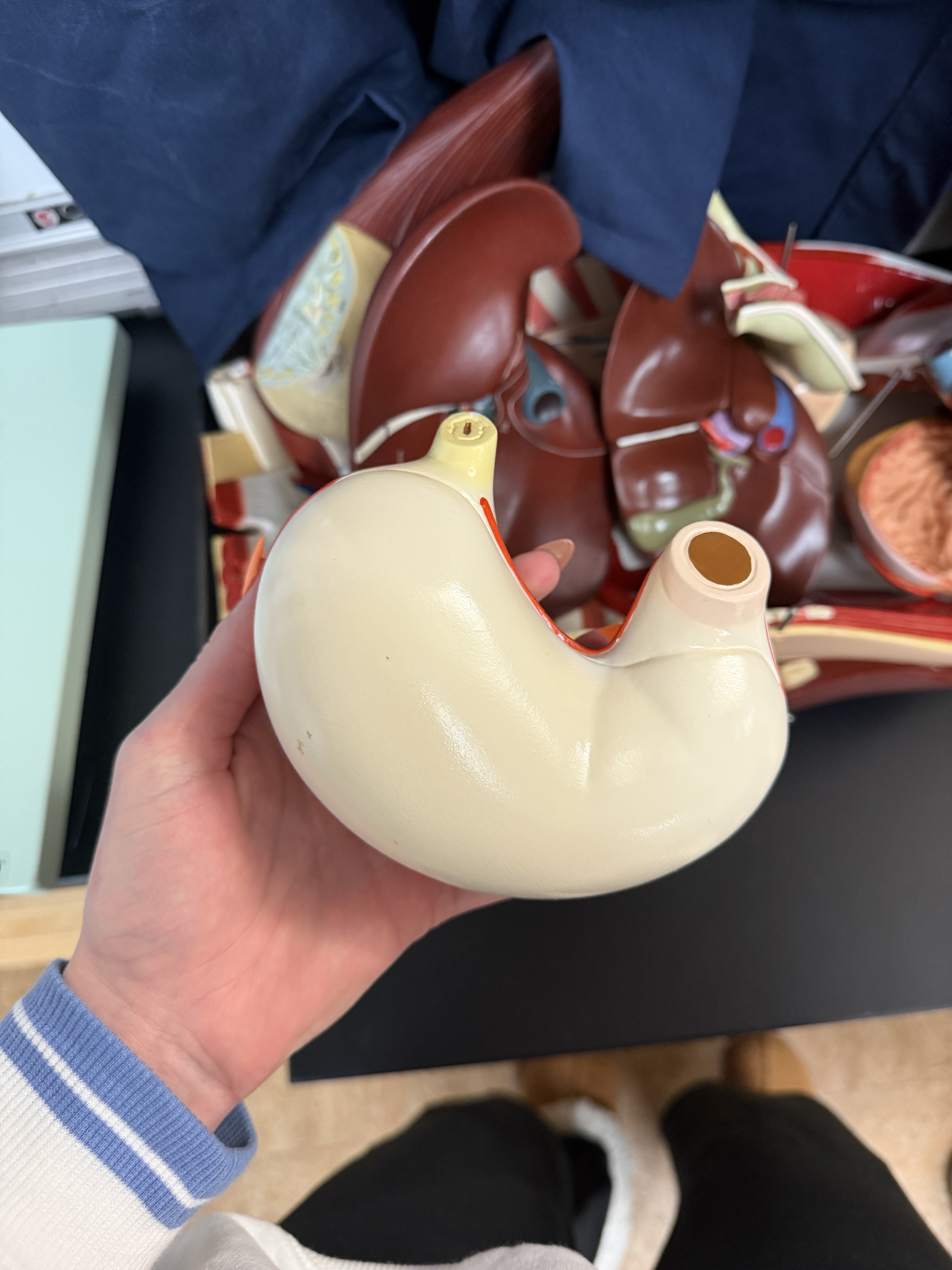 <p>name this organ</p>