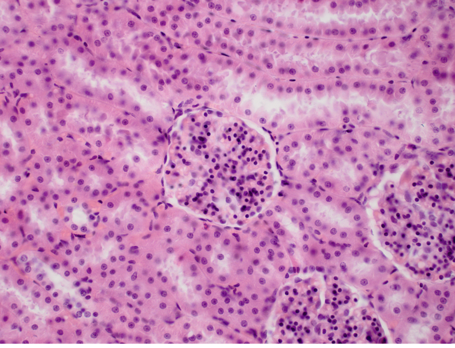 <p>(types of cells in the glomerulus)</p>