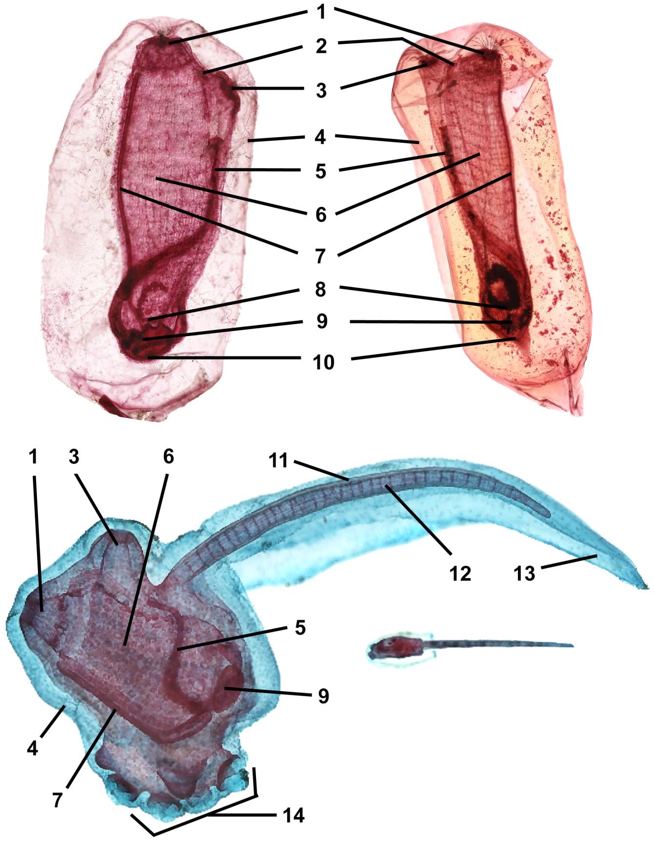 <p>Who is this and its parts</p>